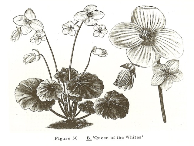 B. ‘Queen of the Whites’